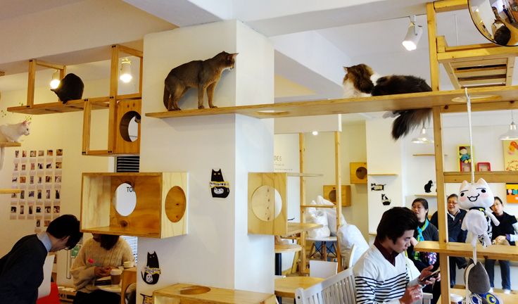 neko-cafe.jpg